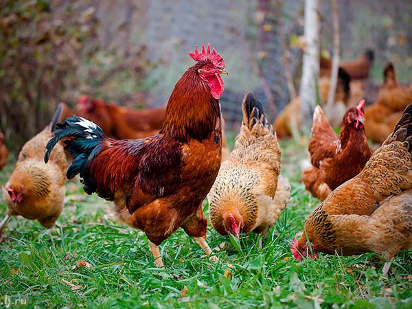 Породы куриц | ЗооТом - продажа, вязка и услуги для животных в Иноземцево