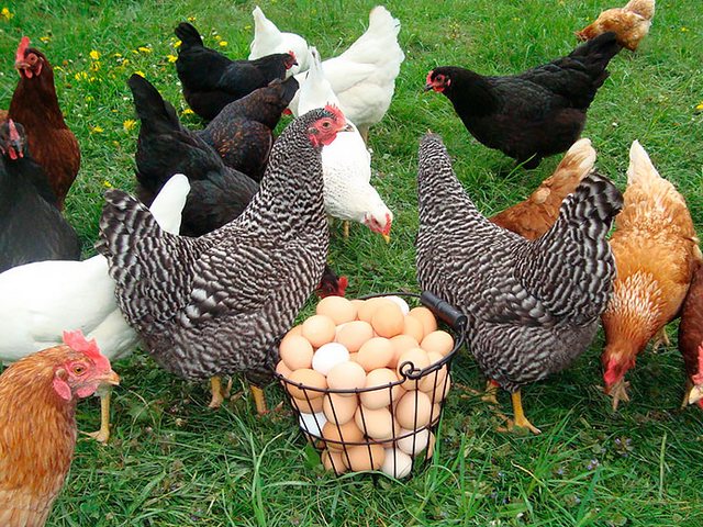 Содержание кур и уход за ними | ЗооТом - продажа, вязка и услуги для животных в Иноземцево