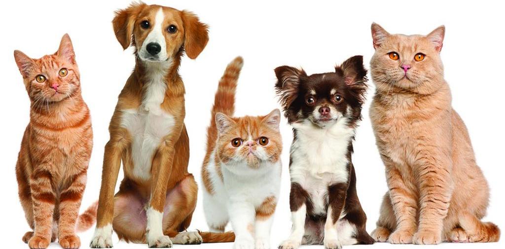 Доска объявлений о животных | ЗооТом - продажа, вязка и услуги для животных в Иноземцево