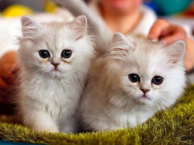 Породы кошек в Иноземцево | ЗооТом портал о животных