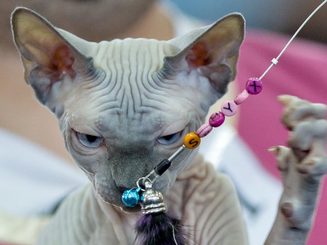Выставки кошек в Иноземцево | ЗооТом портал о животных