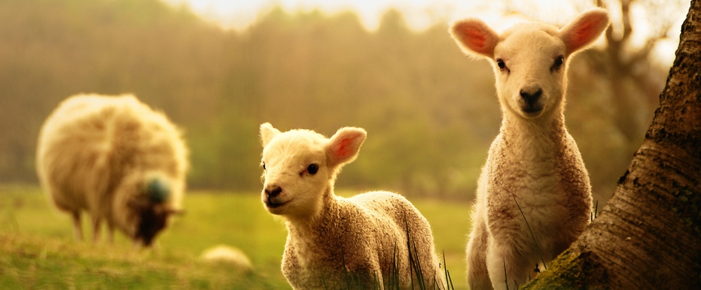 Объявления о сельскохозяйственных животных | ЗооТом - продажа, вязка и услуги для животных в Иноземцево