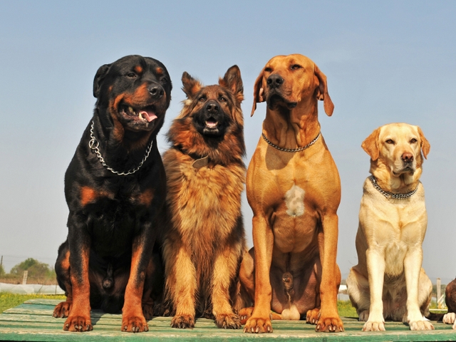 Крупные породы собак в Иноземцево | ЗооТом портал о животных