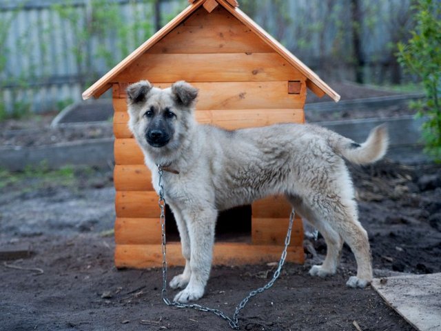 Все о собаках в Иноземцево